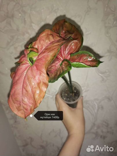 Сингониум Орм Нак, неон тетра, диффенбахия Аврора