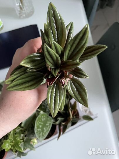 Переромия карерата Россо