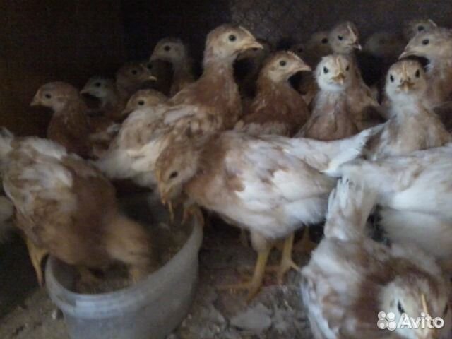 Несушка Хайсекс продам