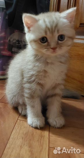 Шотландские котята