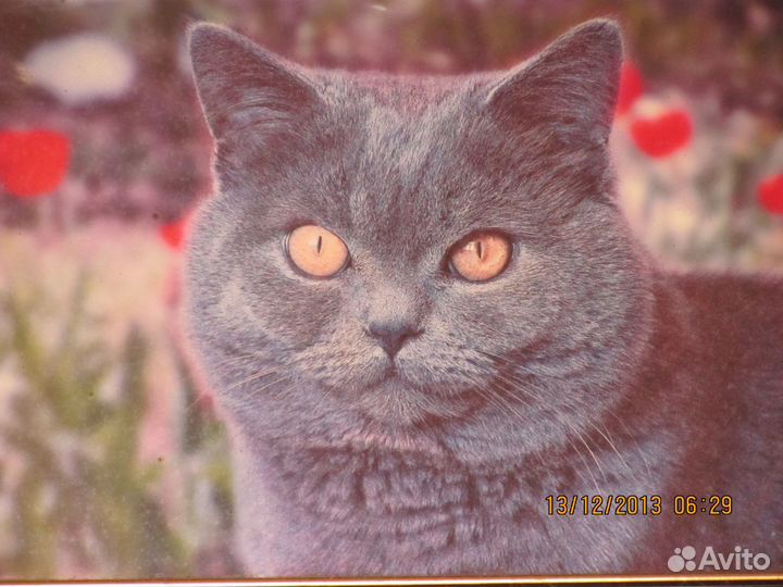 Котик для вязки