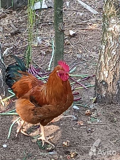 Молодые петушки