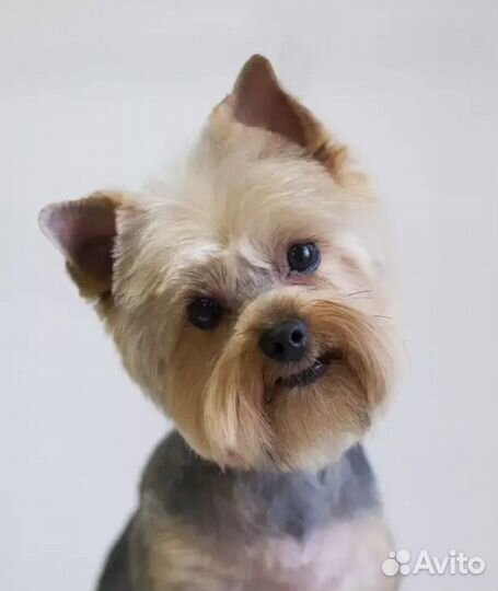 Стрижки, груминг, стрижка, уход за собаками