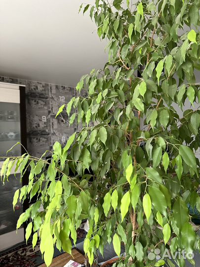 Фикус бенджамина