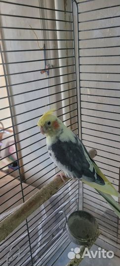 Попугай карелла