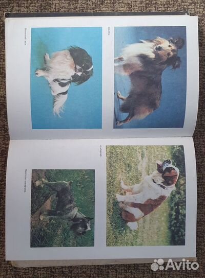 Бесплатно. Книга по декоративном собаководству