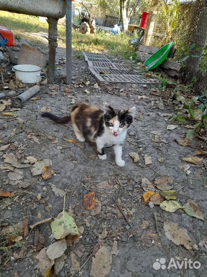 Котята-крысыловы