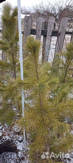 Саженцы сибирского кедра от 20 до 1000 см