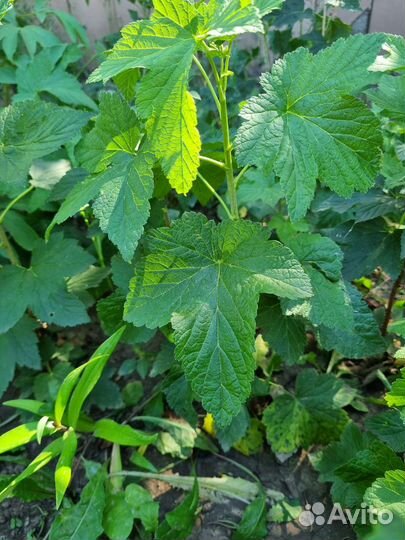 Саженцы черной смородины