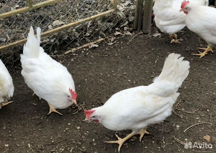 Куры несушки Белые
