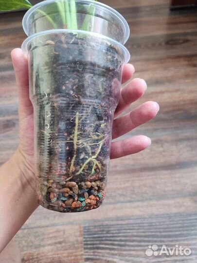 Спатифиллум домино и шопен