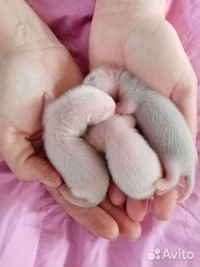 Хорьки-бронирование