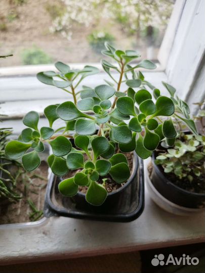 Цветы Аихризонт