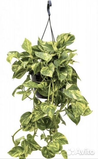 Домашние растения