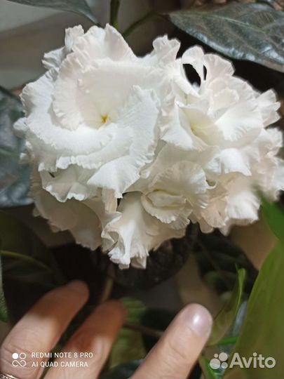 Табернемонтана растение комнатное