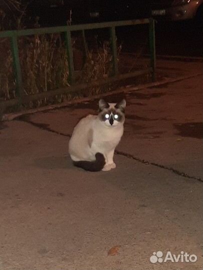 Котята подростки бездомные