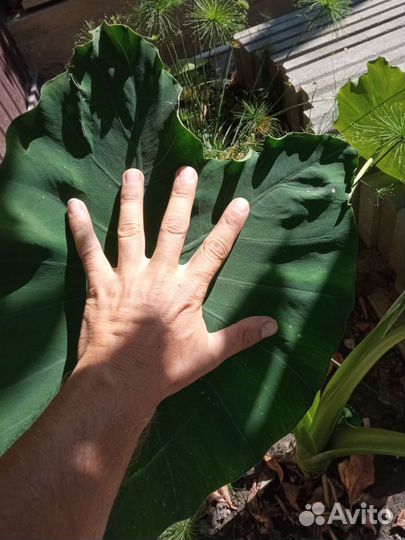 Колоказия Слоновое Ухо опт -розница