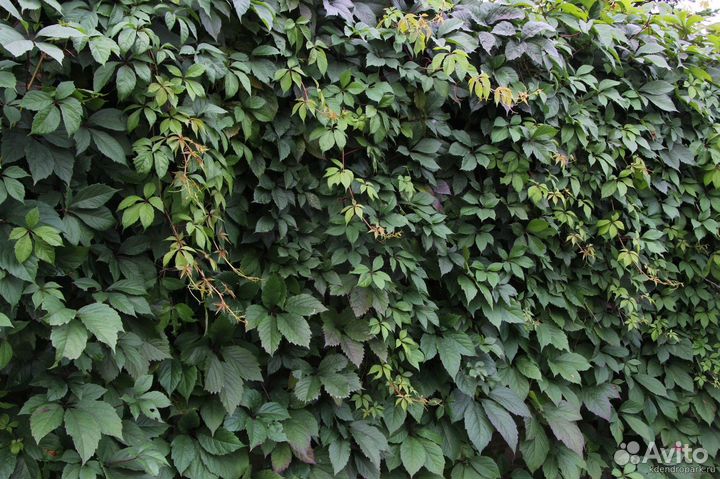 Отдам садовые и комнатные растения