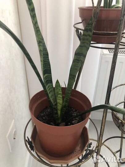 Комнатные домашние растения