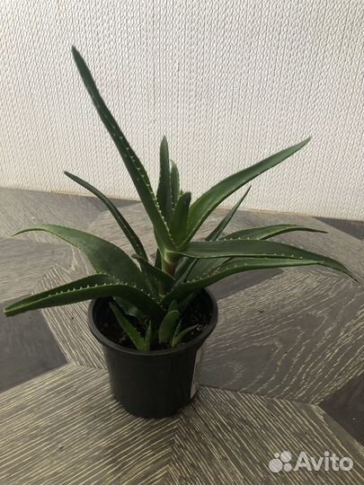 Алоэ лечебный сортовой