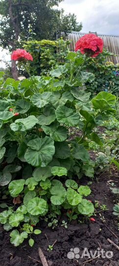 Кустовые цветы