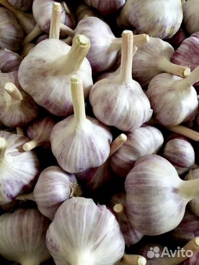 Свекла, Картофель, Чеснок, Морковь