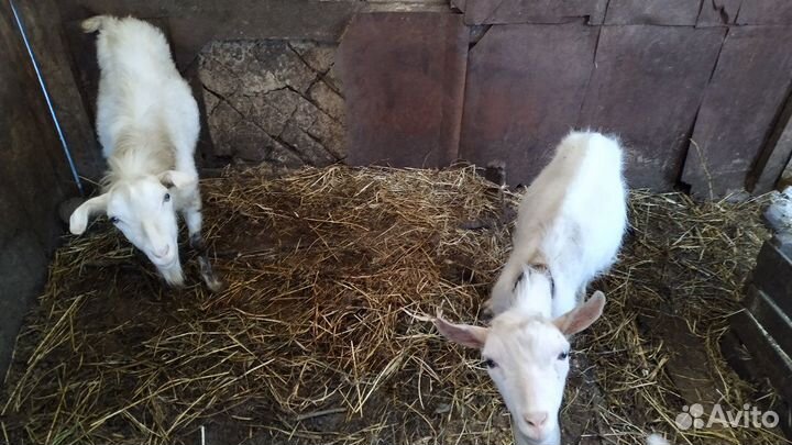 Козел продается