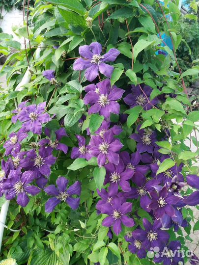 Клематисы