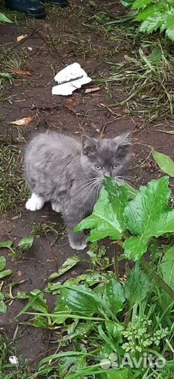 Шотландская