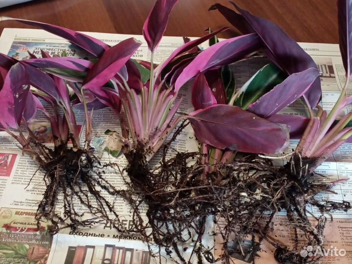 Комнатные цветы алоэ, отросток Строманты