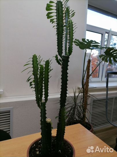 Молочай трехгранный