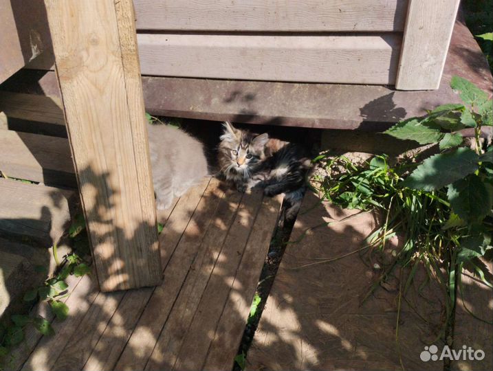 Котята в добрые руки бесплатно