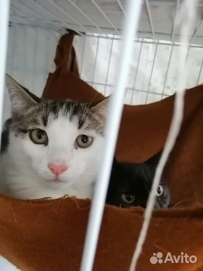 Котенок мальчик