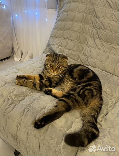 Шотландский кот вязка