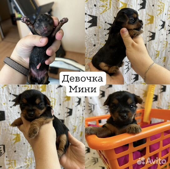 Йоркширский терьер щенки