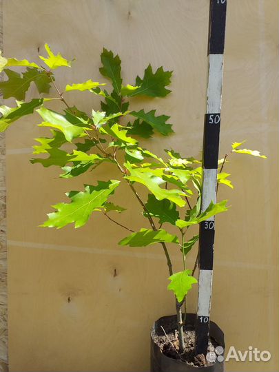 Дуб красный