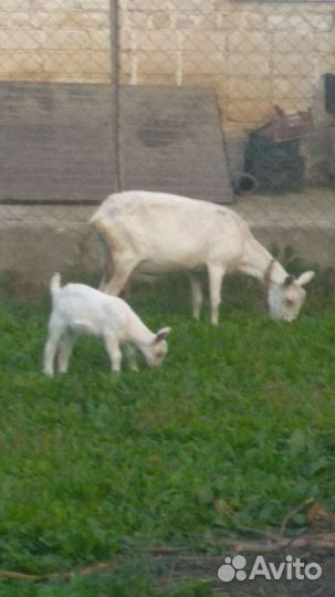 Козье молоко