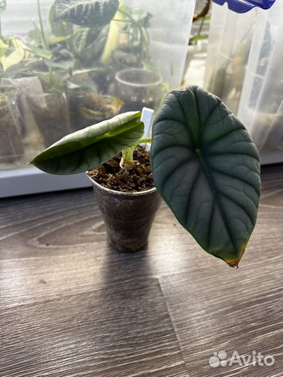 Алоказии разные
