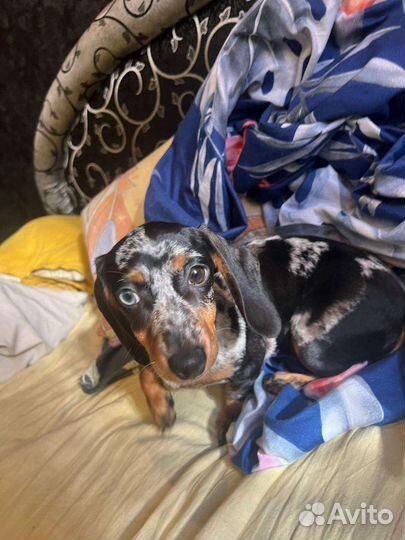 Щенки мраморной таксы