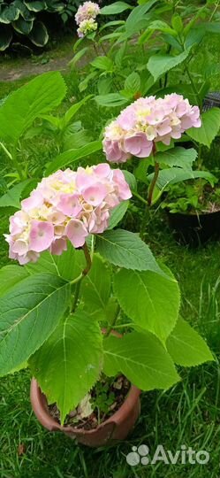 Гортензия крупнолистная