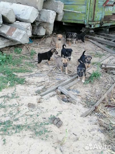 Щенки в добрые руки