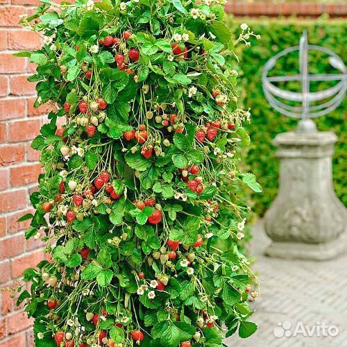 Клубника ремонтантная Вьющаяся, саженцы