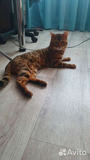 Бенгальский кот на вязку