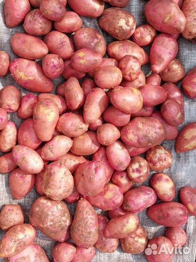 Продам картофель