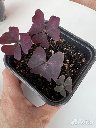 Комнатные цветы разные. Для дома, балкона, клумбы