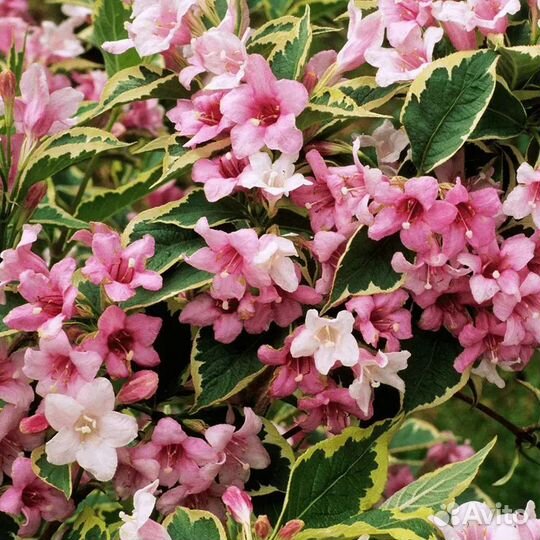 Вейгела вариегатная