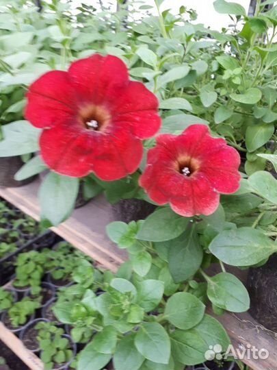 Рассада петуньи