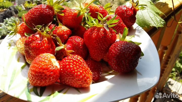 Рассада клубники