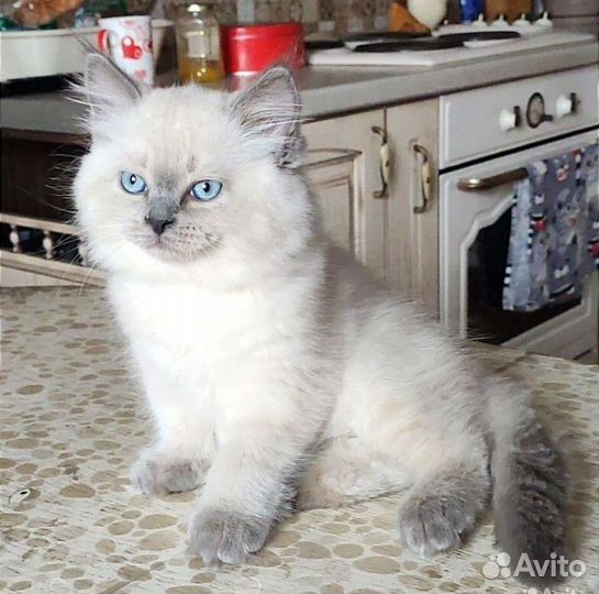 Невский маскарадный котик