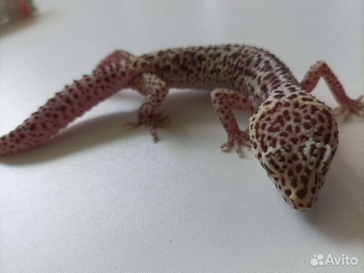 Ищем самца эублефара на вязку